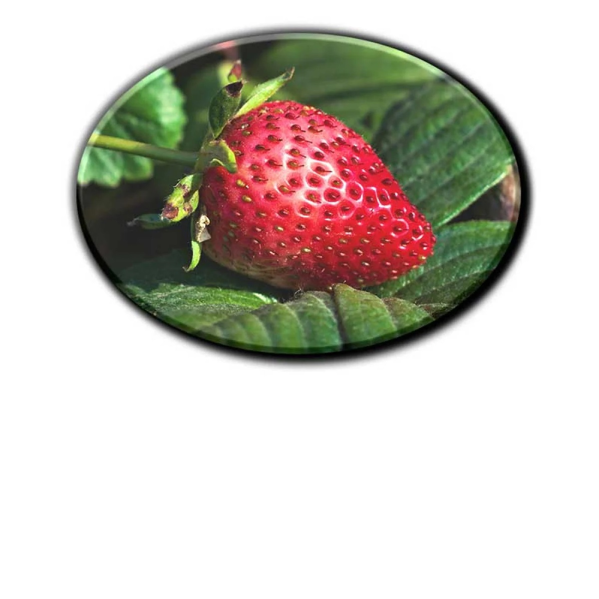 Hoogwaardige MDF-magneten met glanzende afwerking voor scherpe prints.